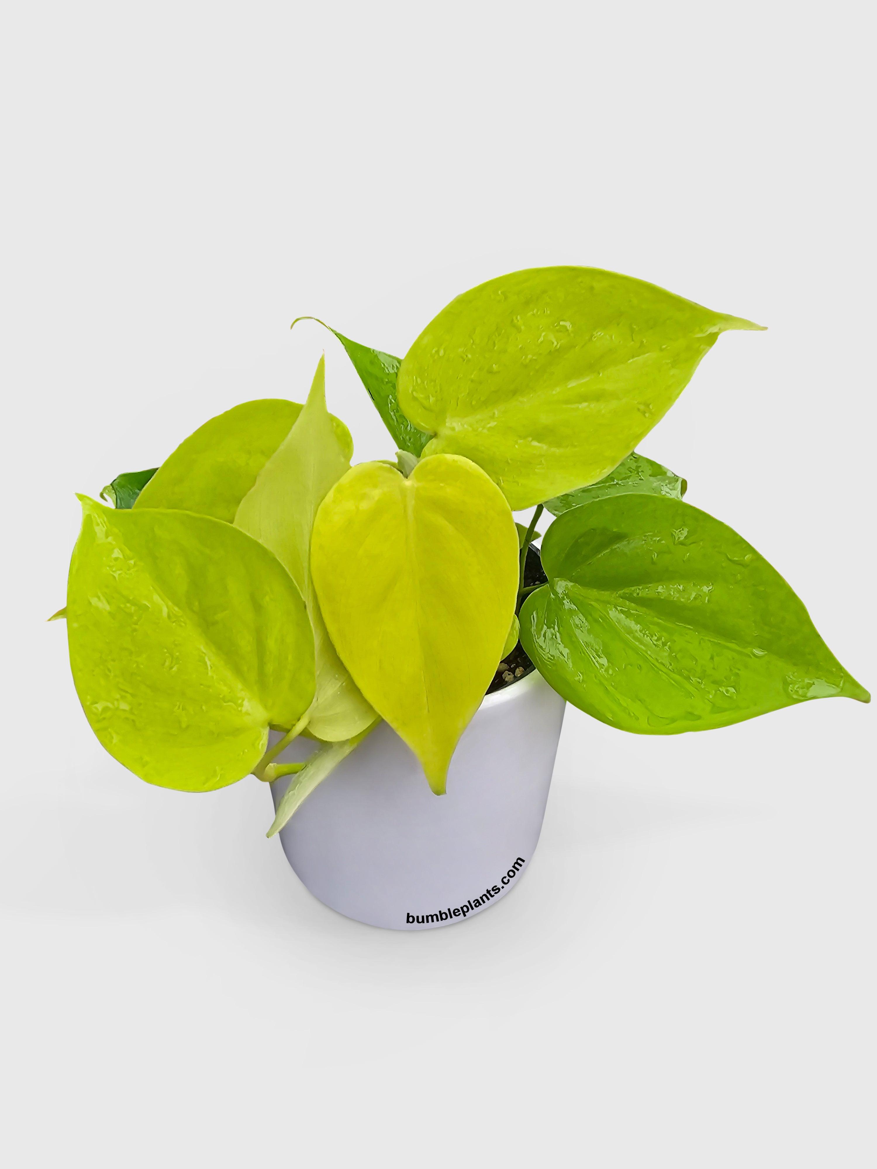Philodendron Heartleaf Hederaceum Lemon Lime - Bumble Plants