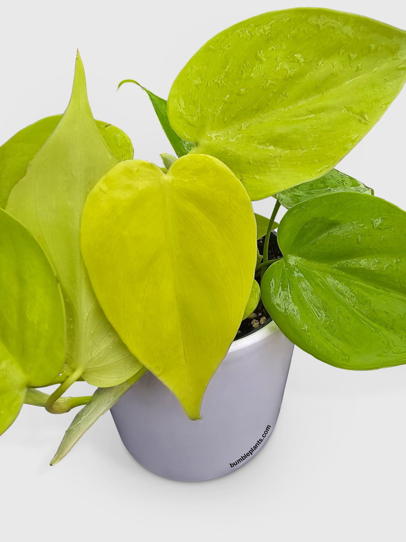 Philodendron Heartleaf Hederaceum Lemon Lime - Bumble Plants