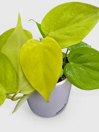 Philodendron Heartleaf Hederaceum Lemon Lime - Bumble Plants
