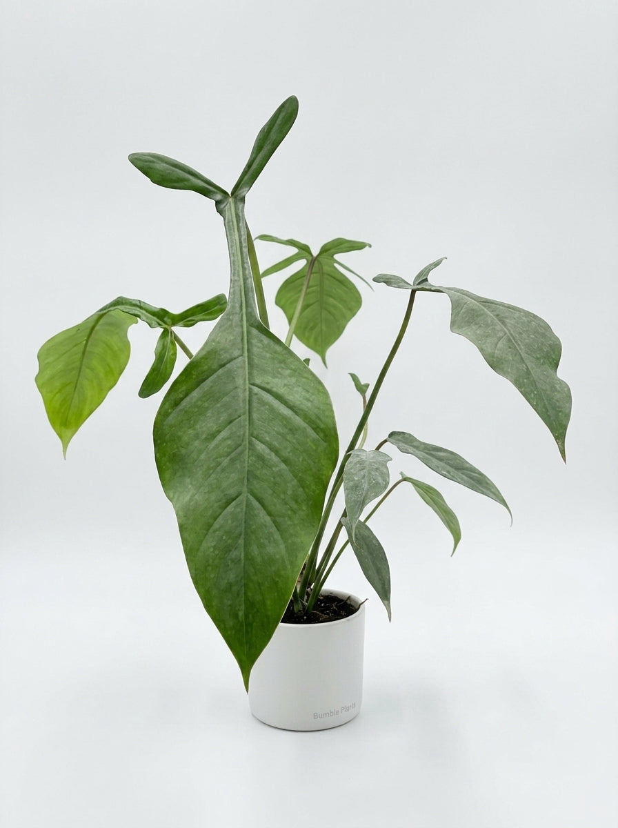 Philodendron Moonenii Joepii