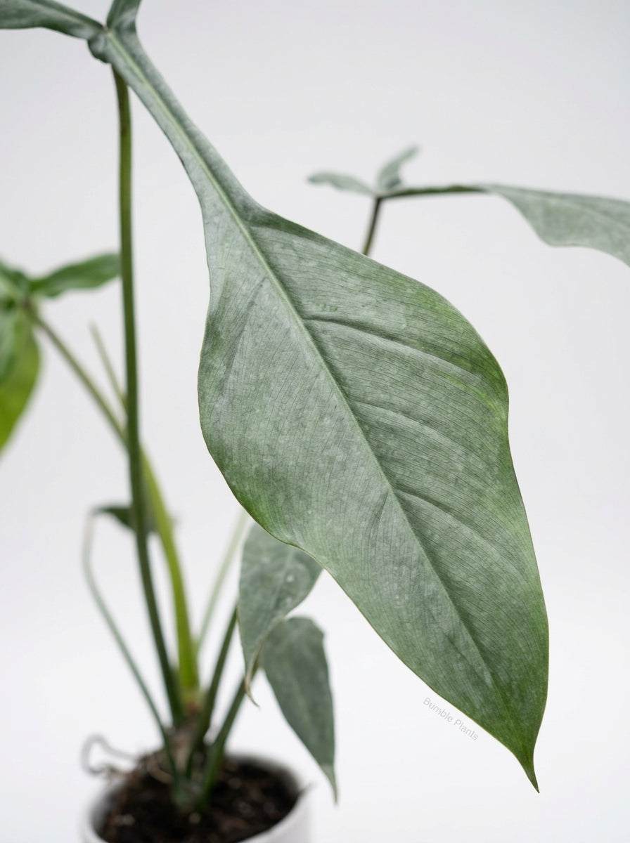 Philodendron Moonenii Joepii