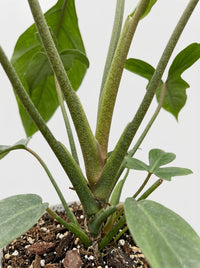 Philodendron Moonenii Joepii