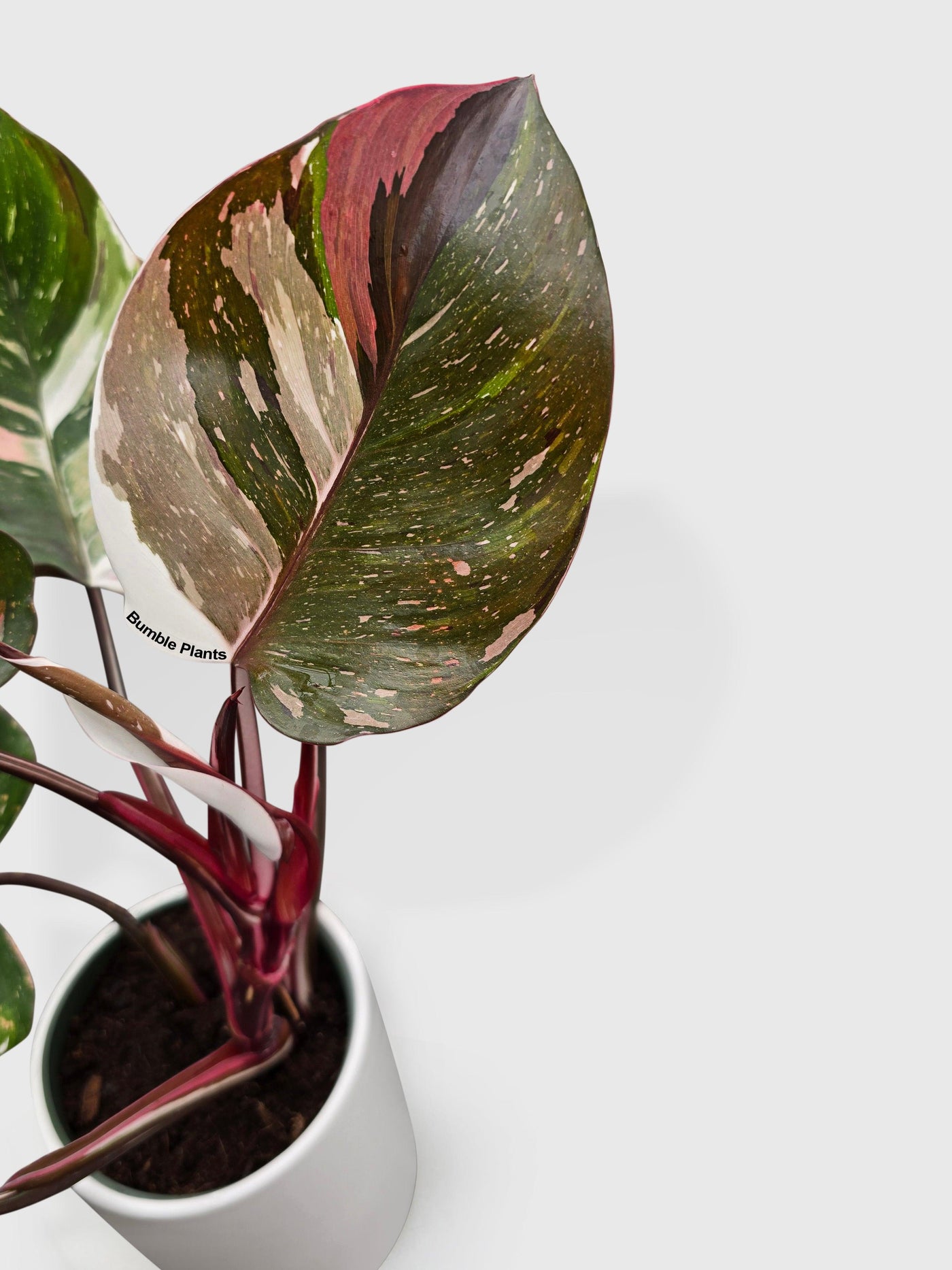 glaucus philodendron with red underleaf Live Philodendron Red Medusa Hybrid