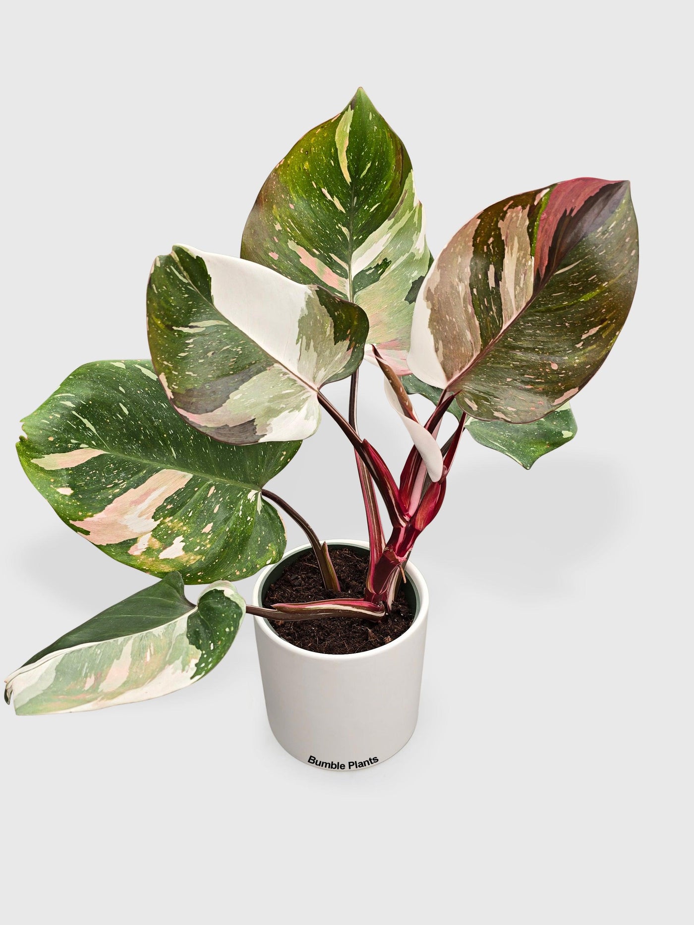 philodendron with red fuzzy stems Live Philodendron Red Medusa Hybrid