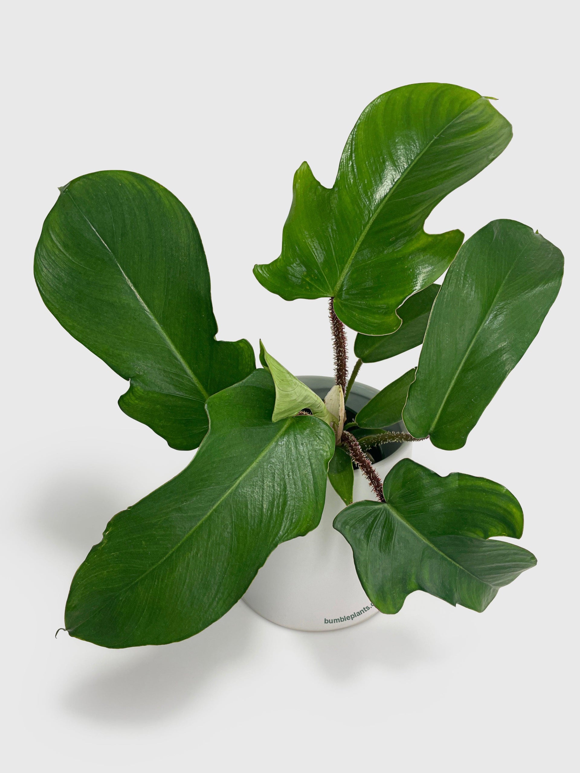 squamiferum philodendron Live Philodendron Squamiferum