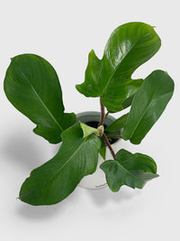 hairy philodendron Live Philodendron Squamiferum
