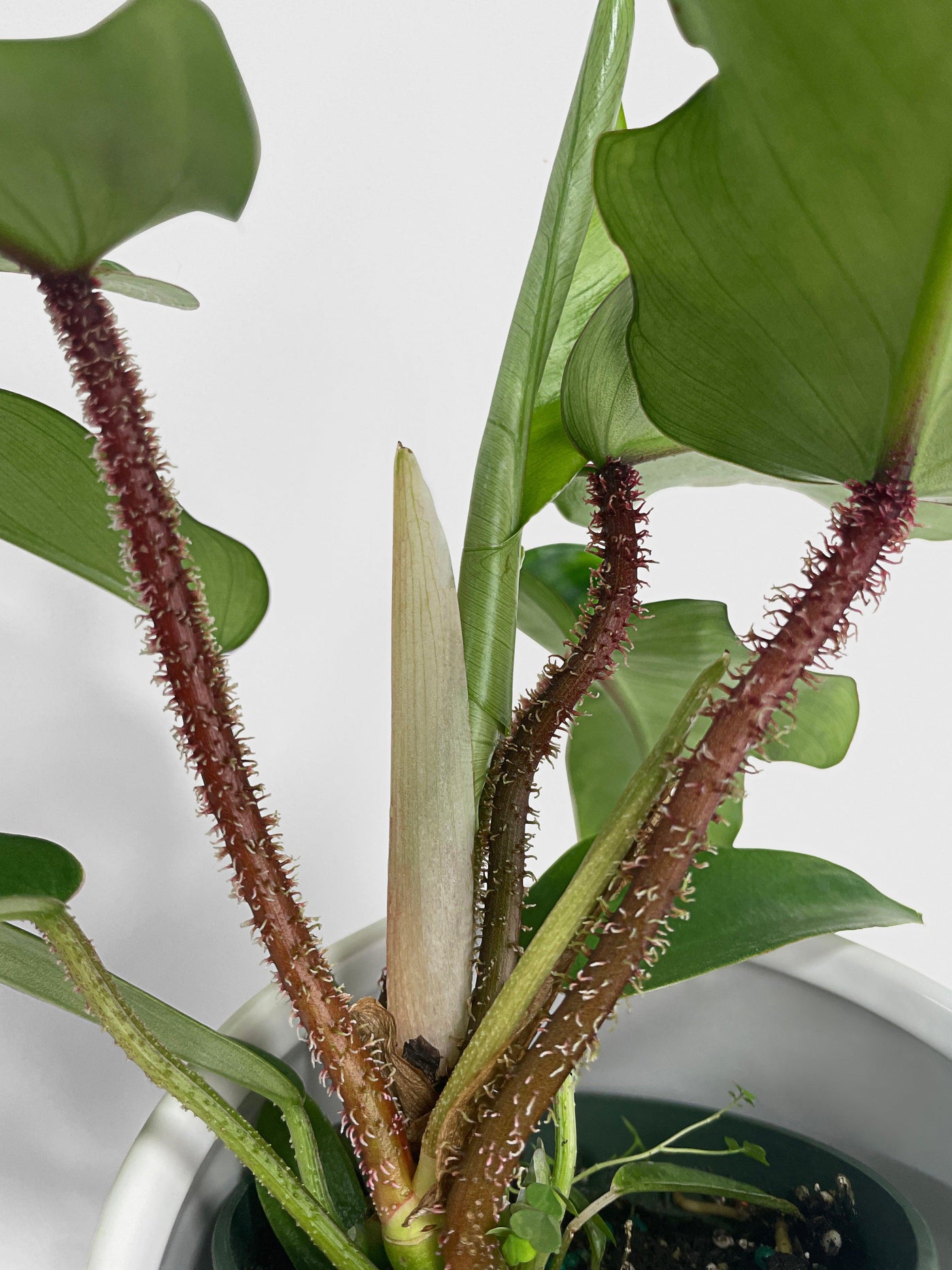 philodendron squamiferum red Live Philodendron Squamiferum