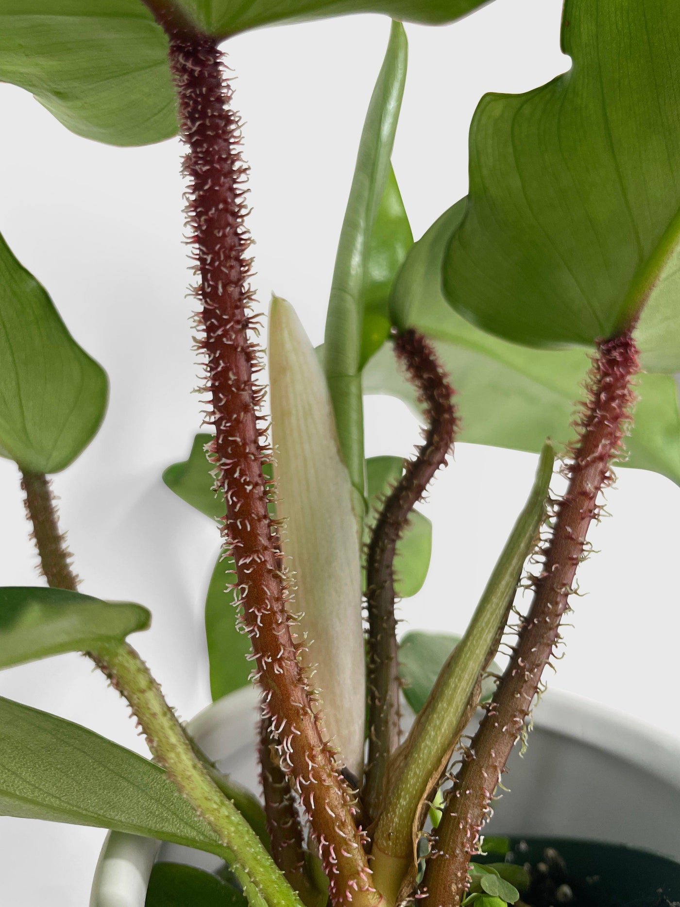 philodendron with fuzzy stem Live Philodendron Squamiferum