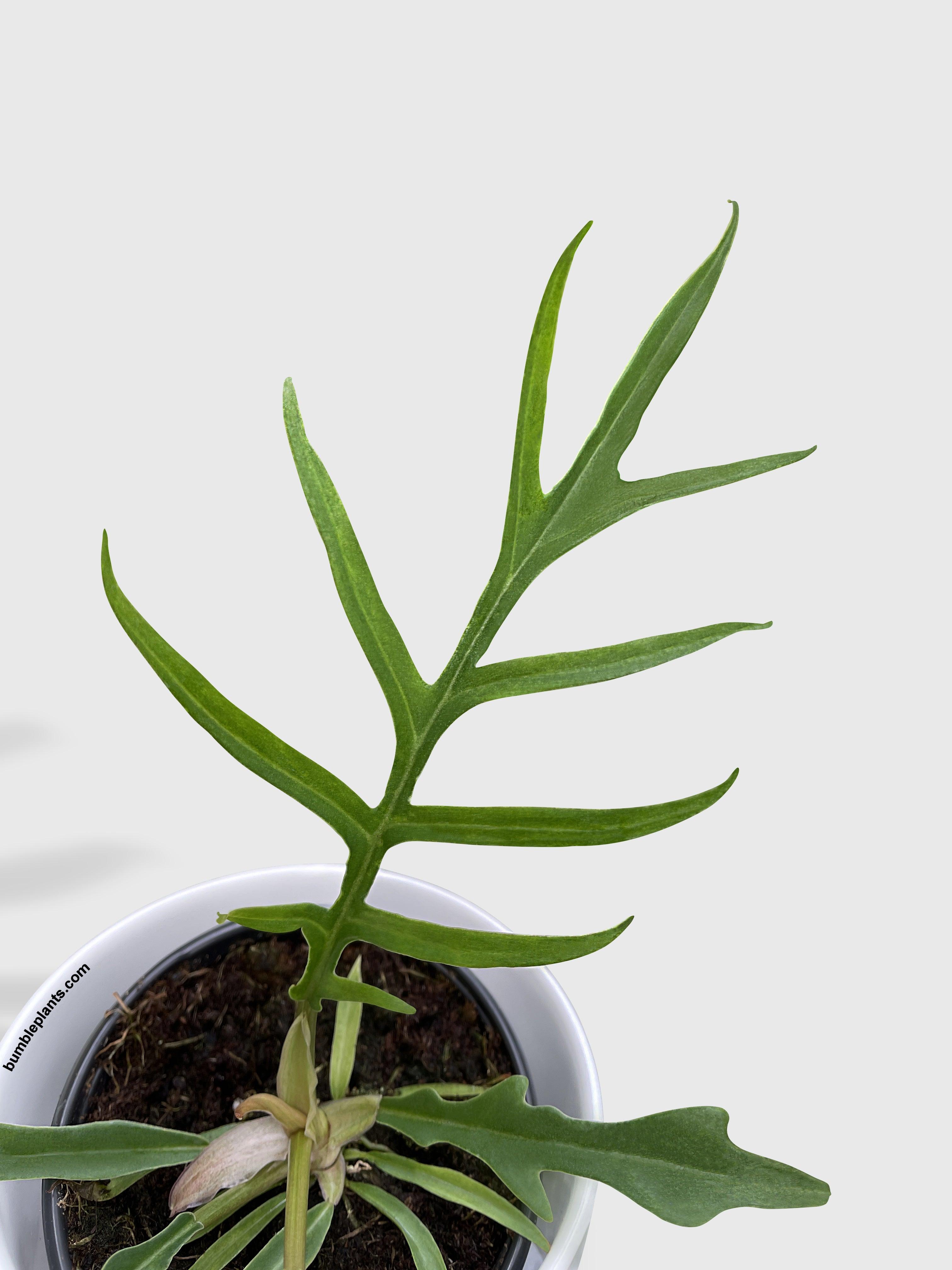 Philodendron Tortum - Bumble Plants