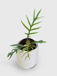 Philodendron Tortum - Bumble Plants