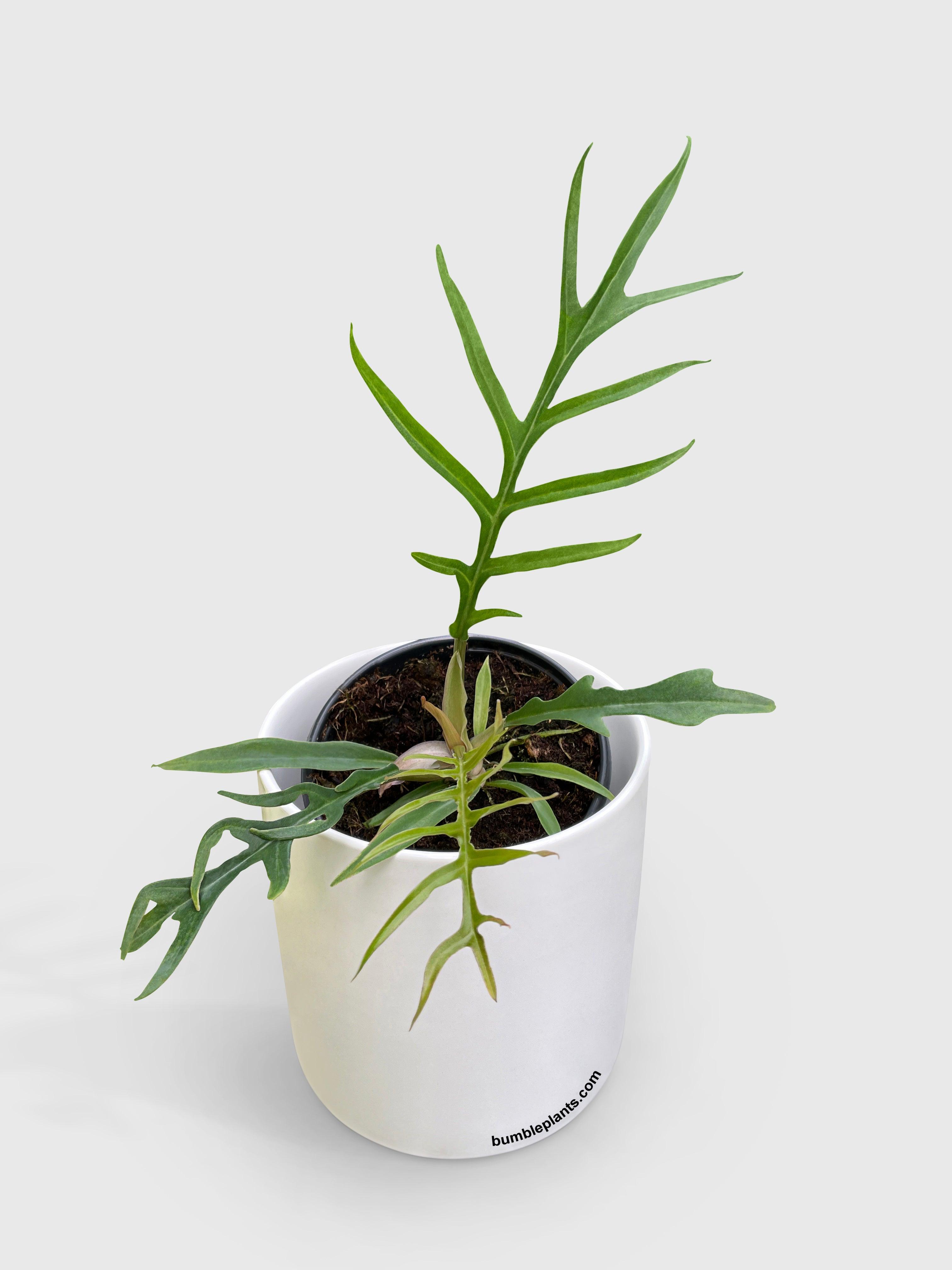 Philodendron Tortum - Bumble Plants