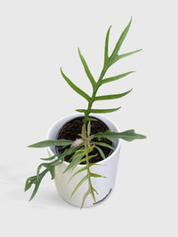 Philodendron Tortum - Bumble Plants