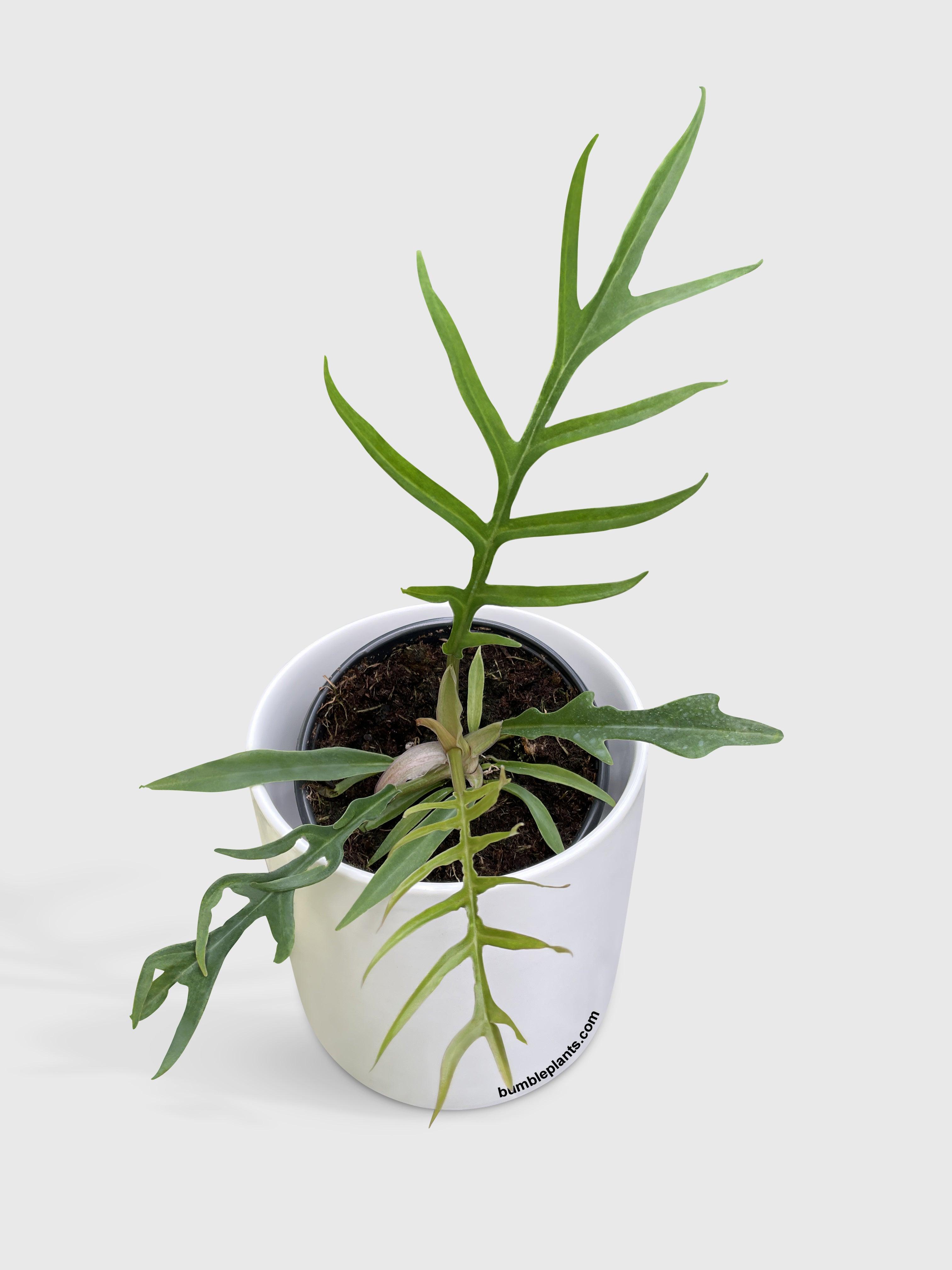 Philodendron Tortum - Bumble Plants