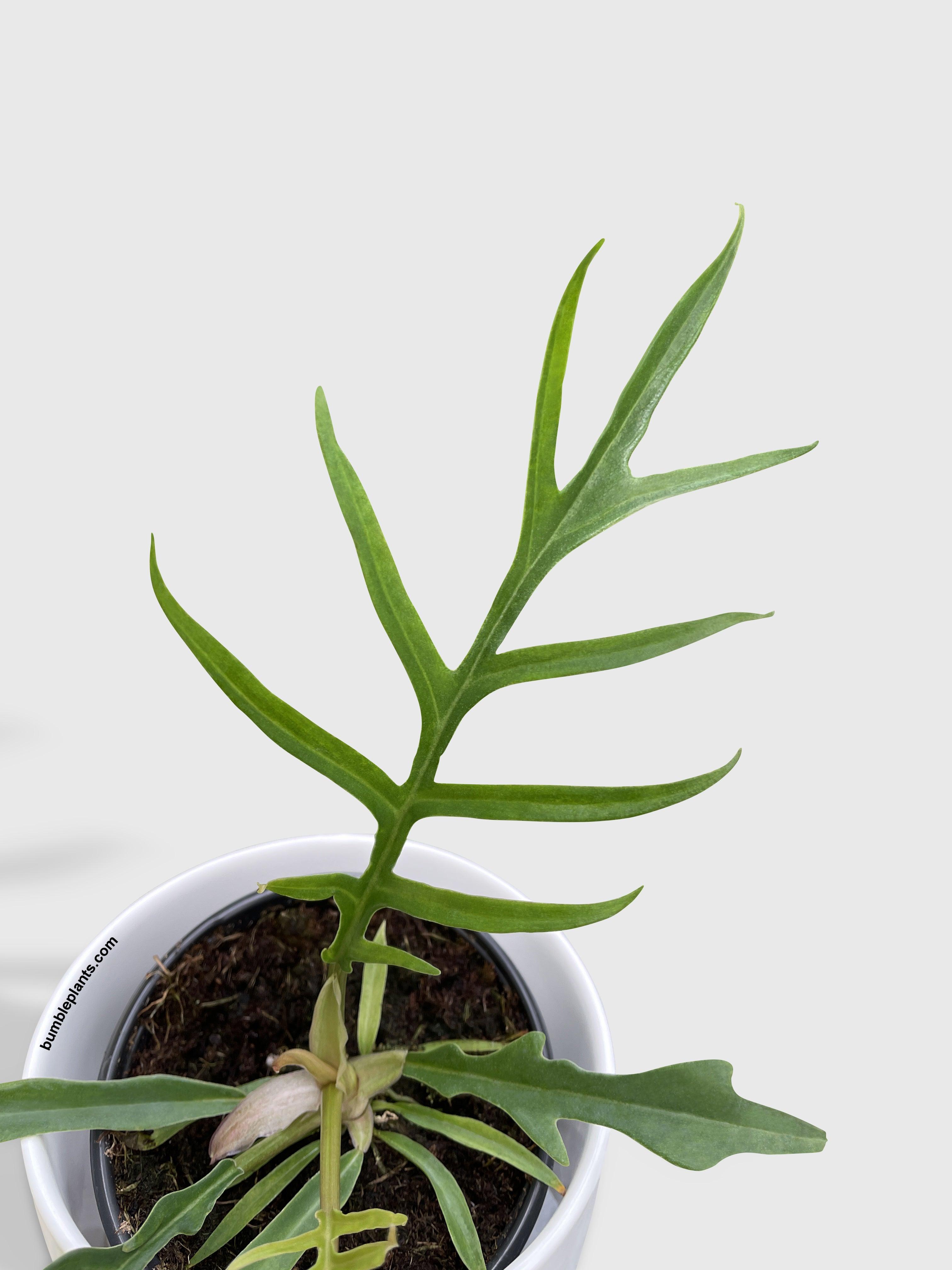 Philodendron Tortum - Bumble Plants