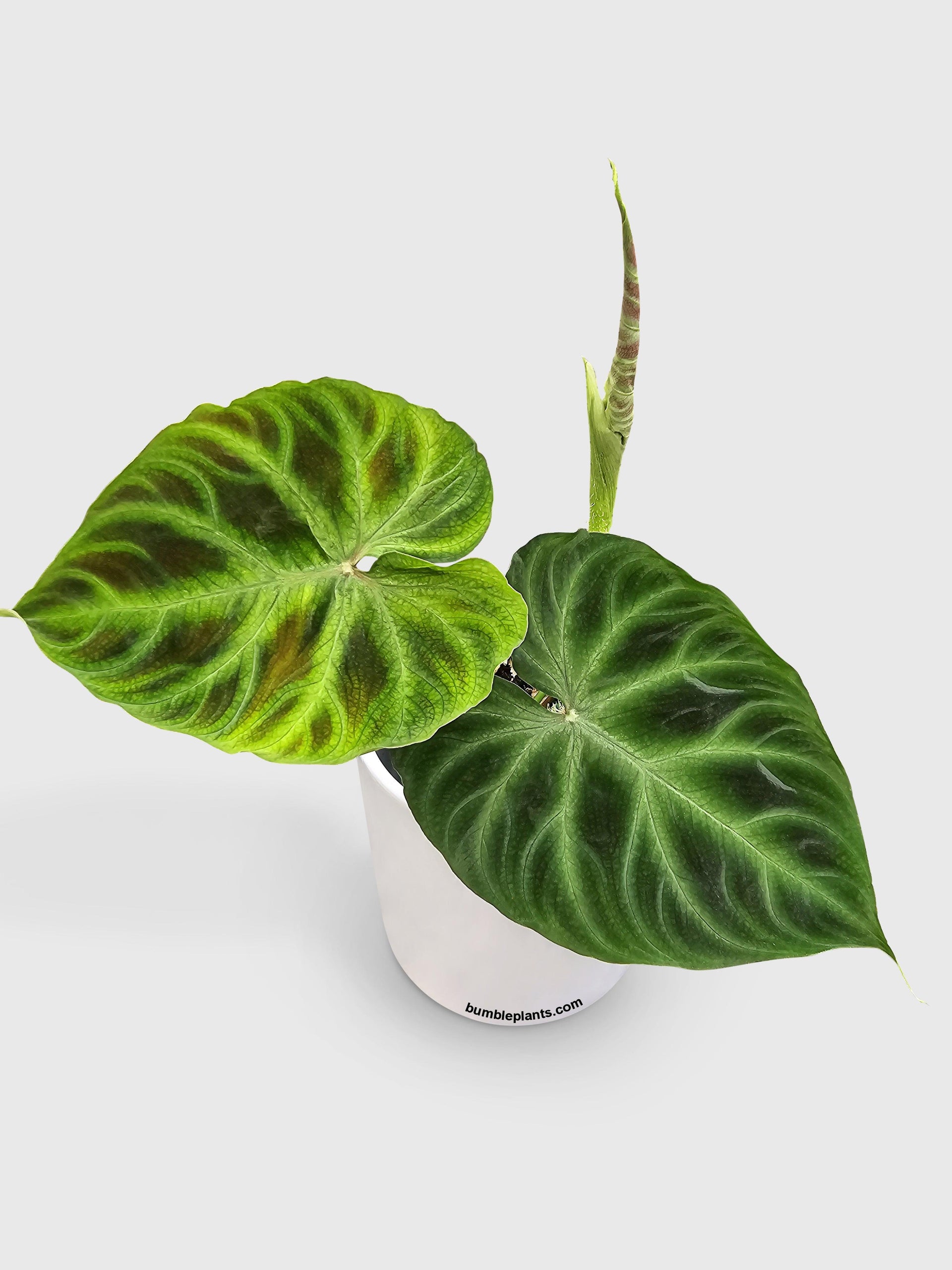 philodendron verrucosum temperature Live Philodendron Verrucosum
