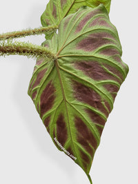 Philodendron Verrucosum - Bumble Plants