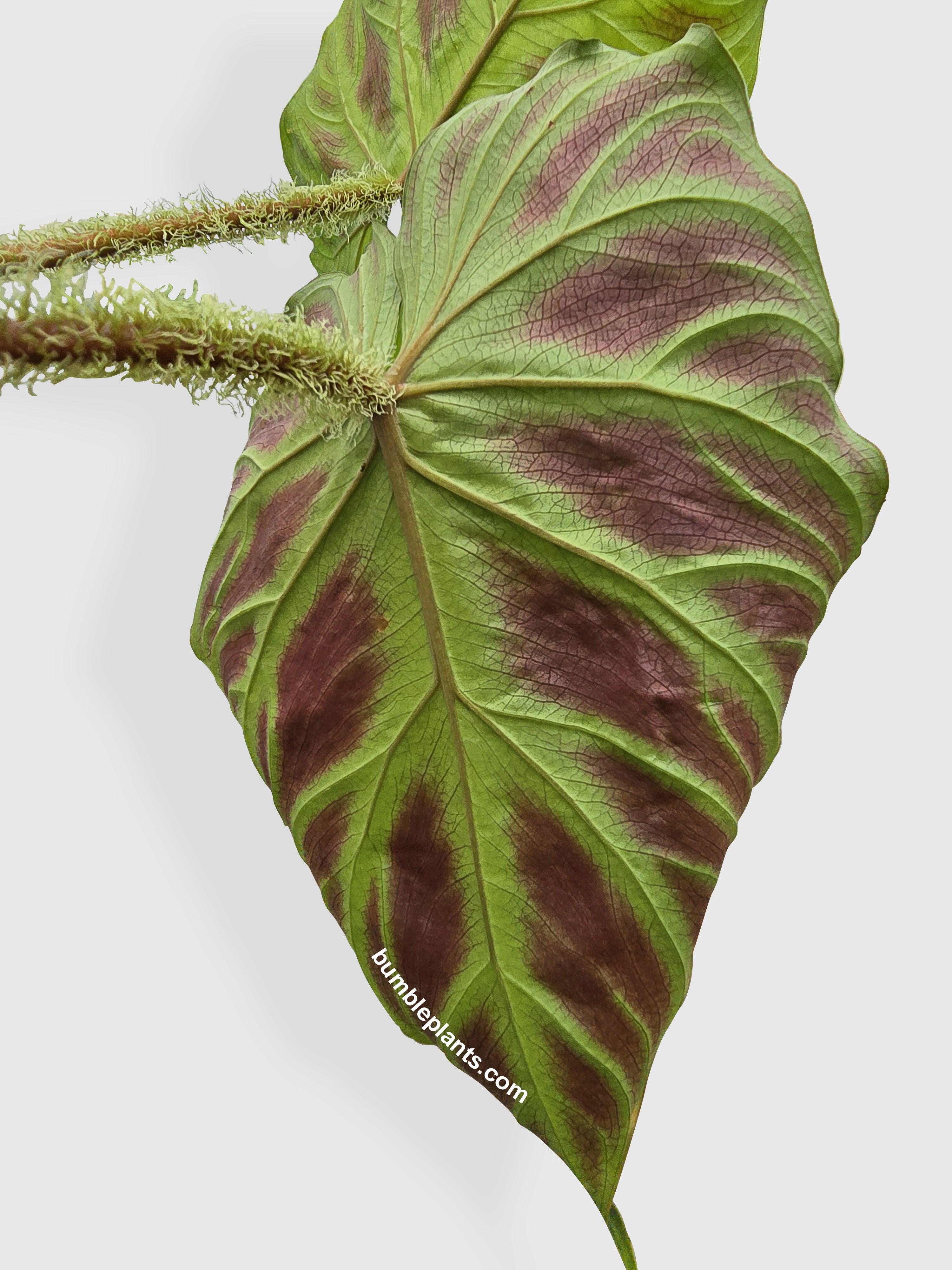 Philodendron Verrucosum - Bumble Plants