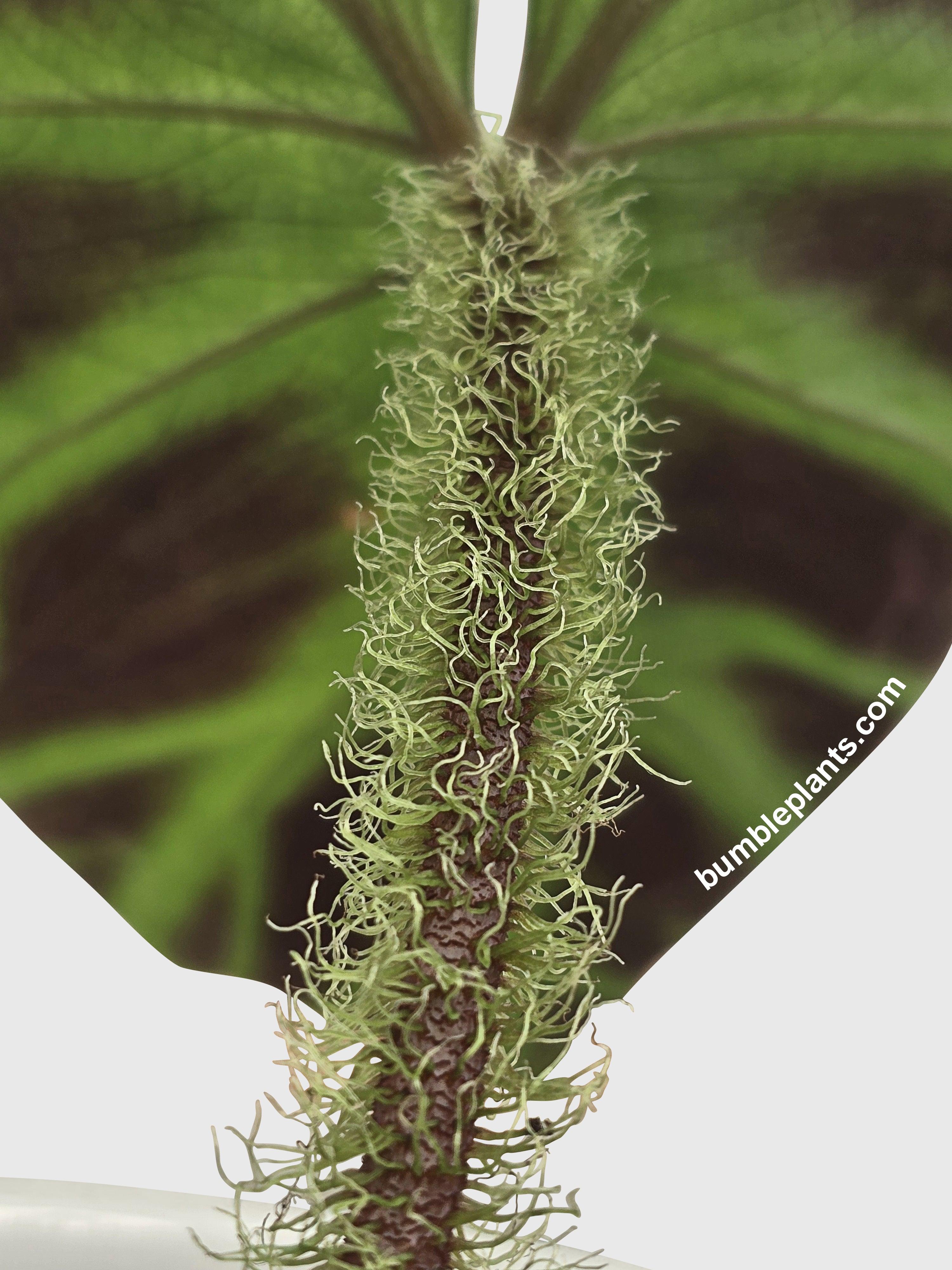 Philodendron Verrucosum - Bumble Plants