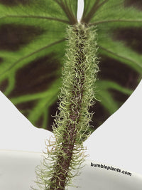 Philodendron Verrucosum - Bumble Plants