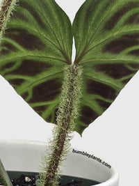 Philodendron Verrucosum - Bumble Plants