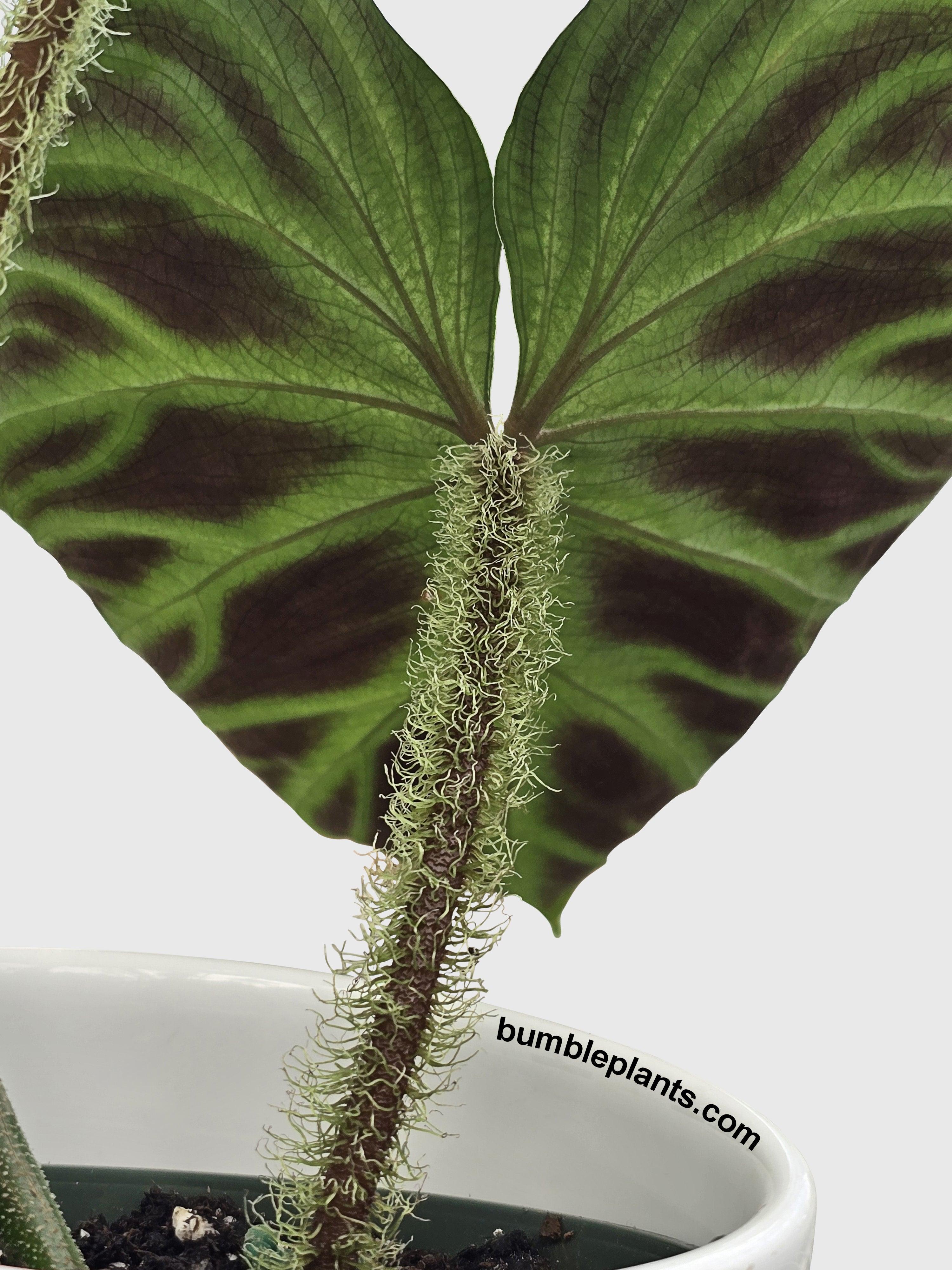 Philodendron Verrucosum - Bumble Plants