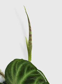 Philodendron Verrucosum - Bumble Plants