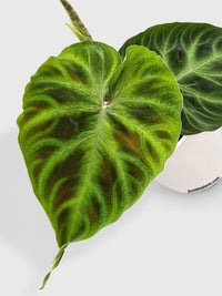 Philodendron Verrucosum - Bumble Plants