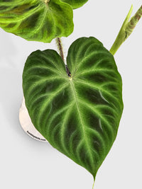 Philodendron Verrucosum - Bumble Plants