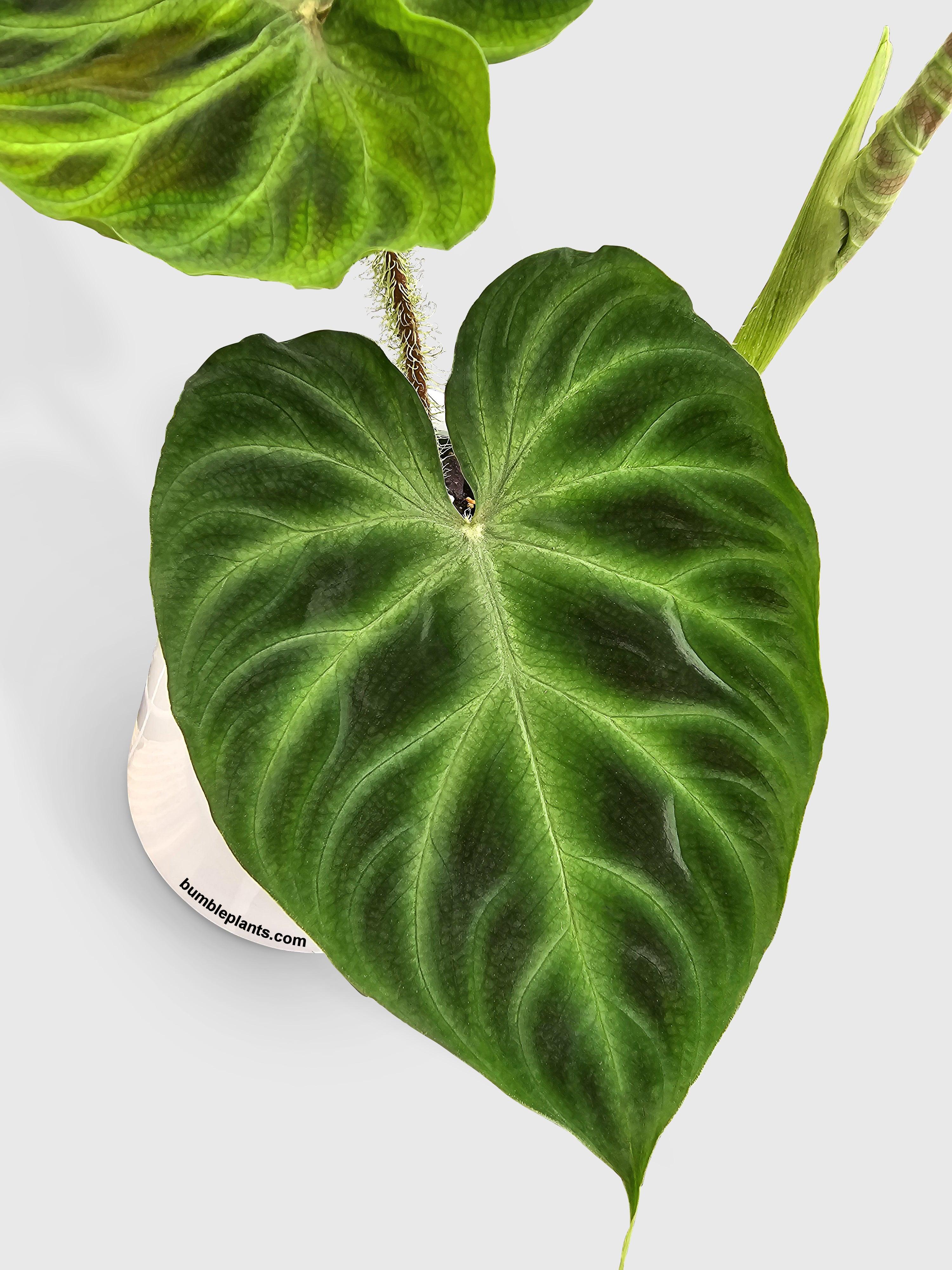 Philodendron Verrucosum - Bumble Plants