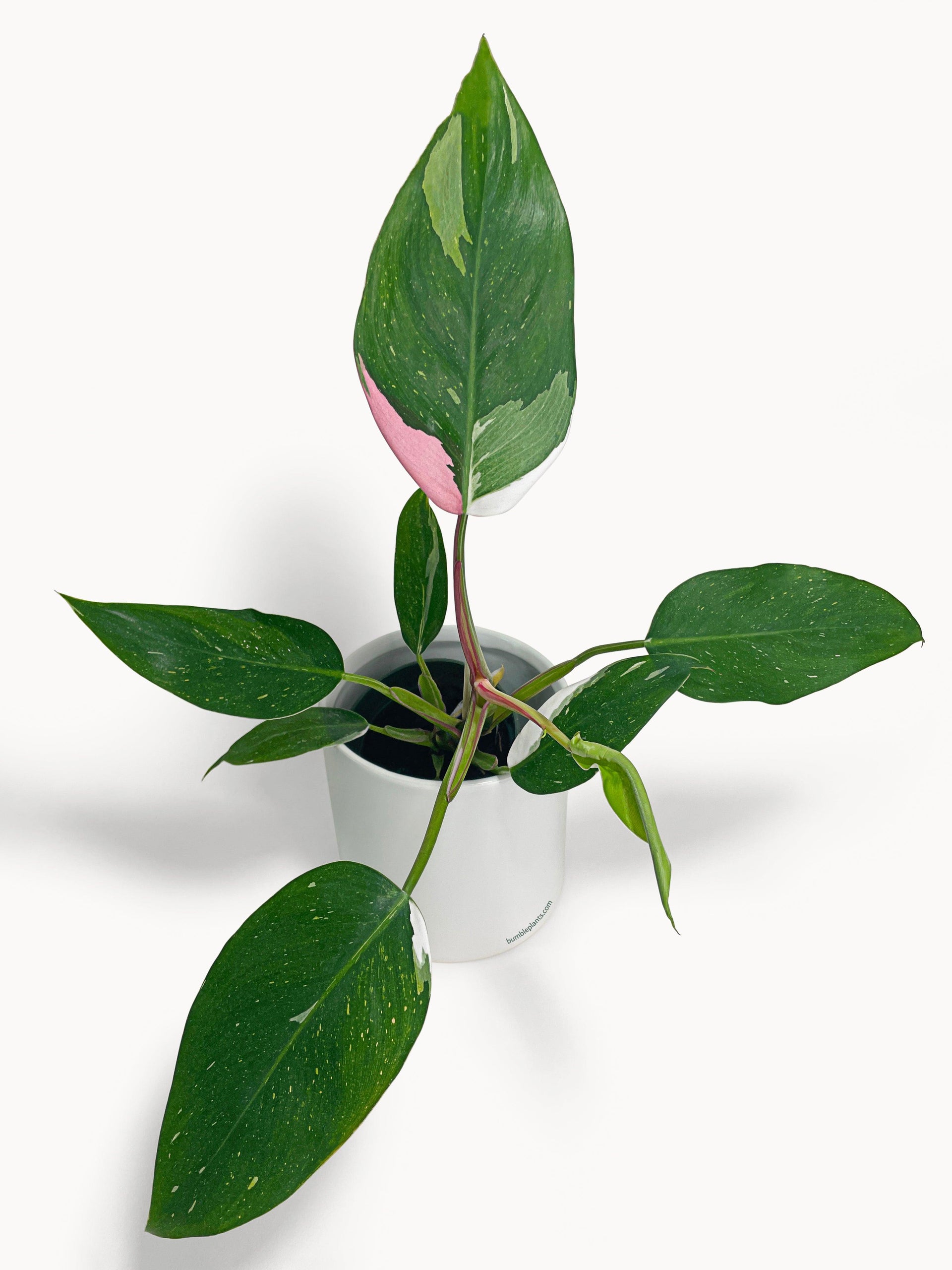 philodendron white princess - pink leaf Philodendron White Princess Pink 'Tricolor' Variegata