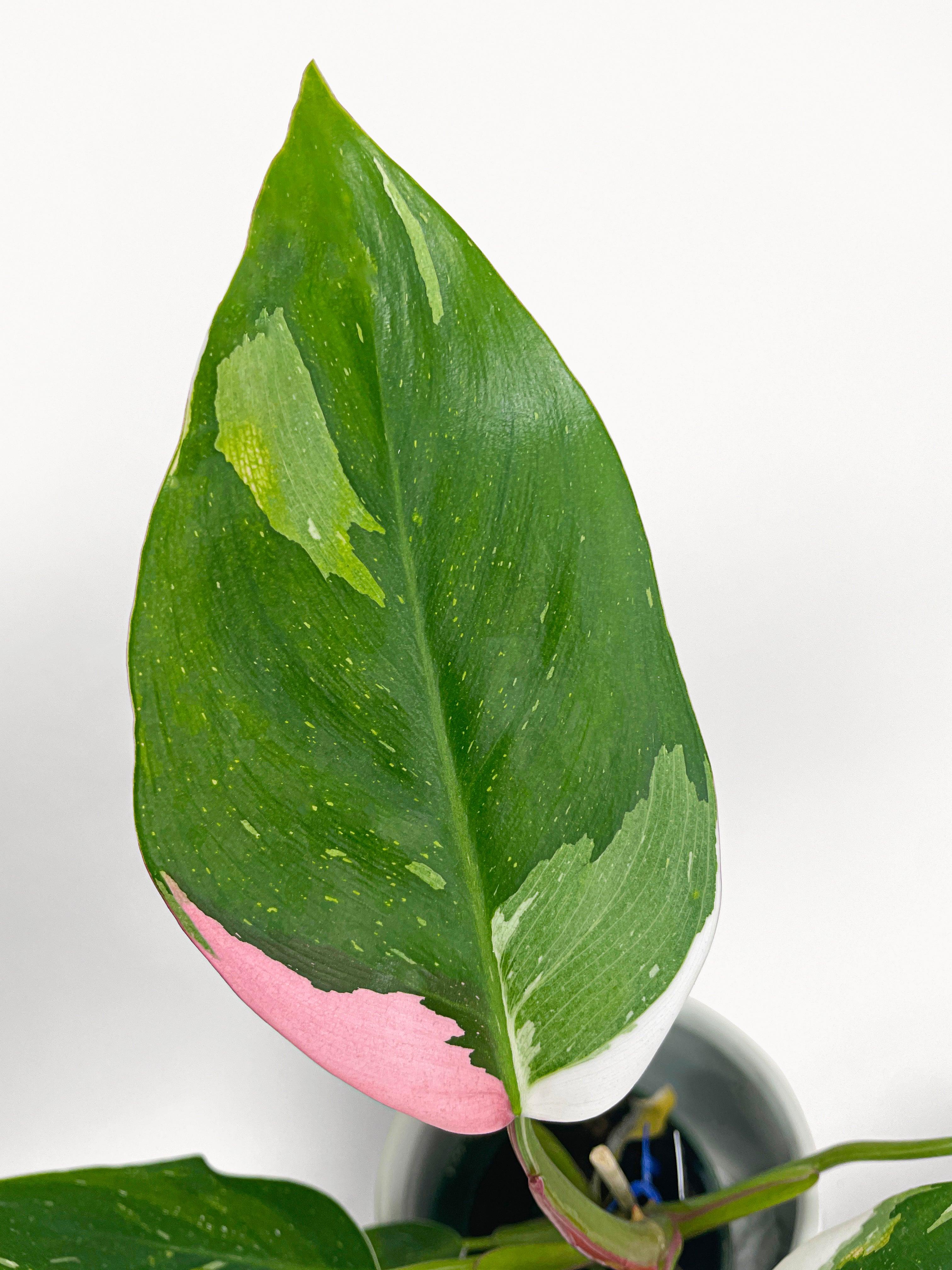 Philodendron White Princess Pink 'Tricolor' Variegata - Bumble Plants