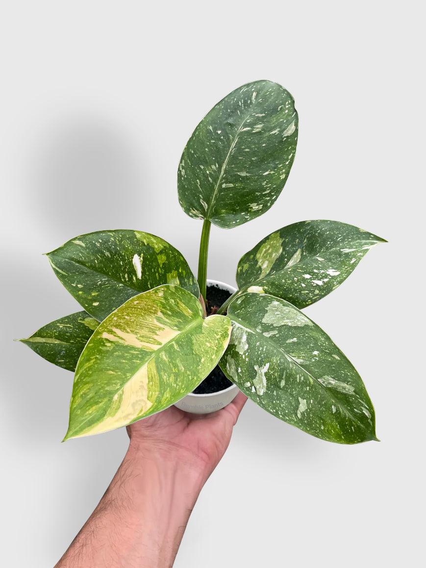 Philodendron 'Congo Nuclear' Hybrid