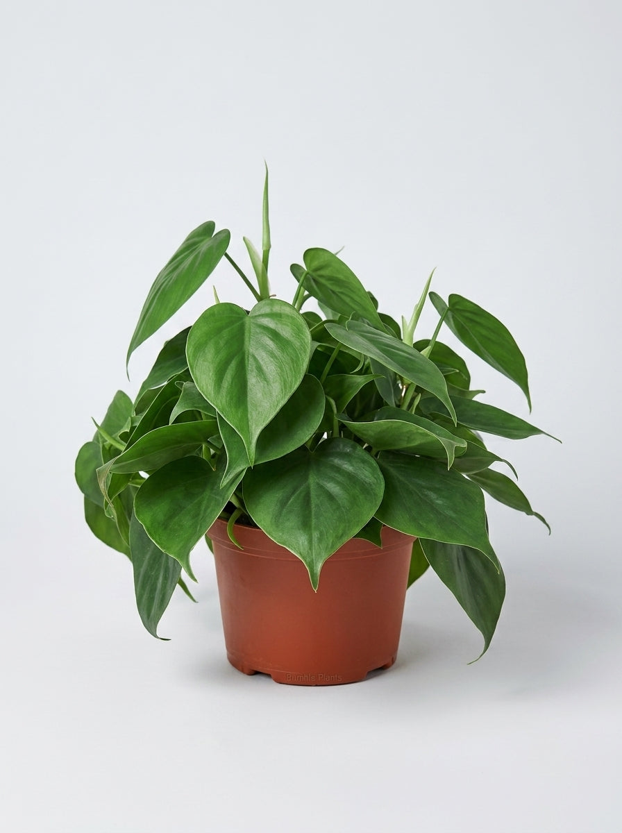 Philodendron Cordatum Heartleaf