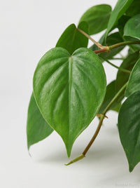 Philodendron Cordatum Heartleaf
