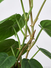 Philodendron Cordatum Heartleaf
