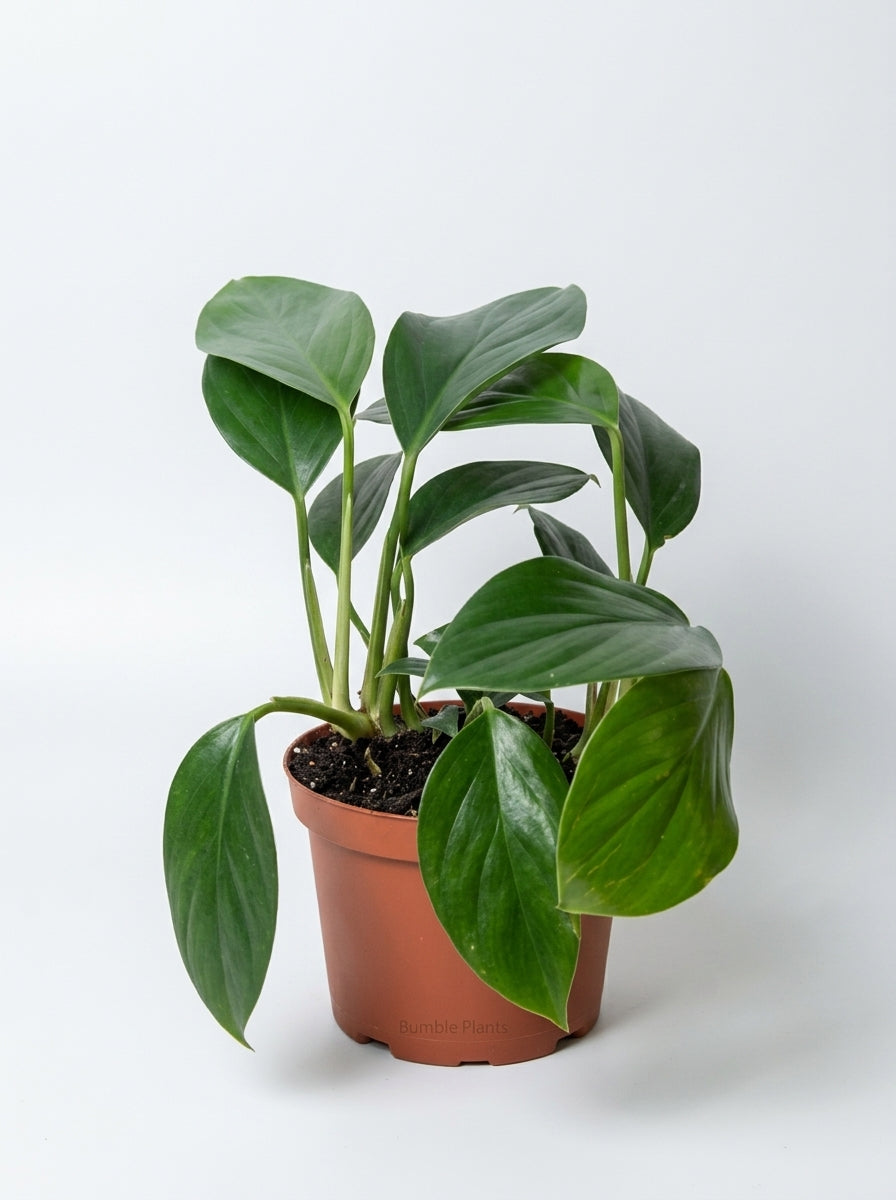 Philodendron 'Dragon Tail'
