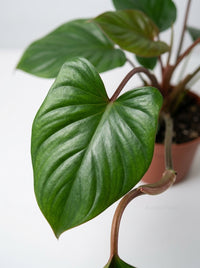 Philodendron 'Dragon Tail'