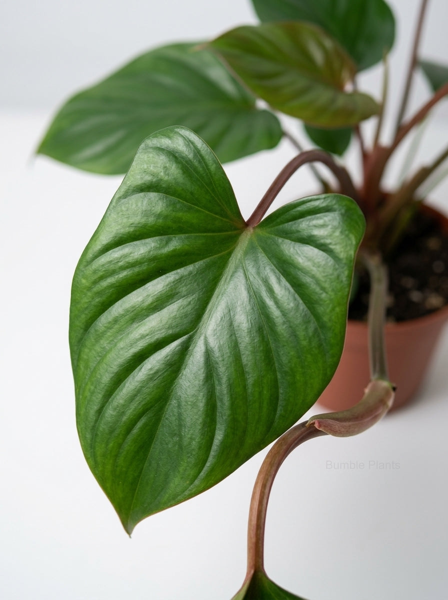Philodendron 'Dragon Tail'