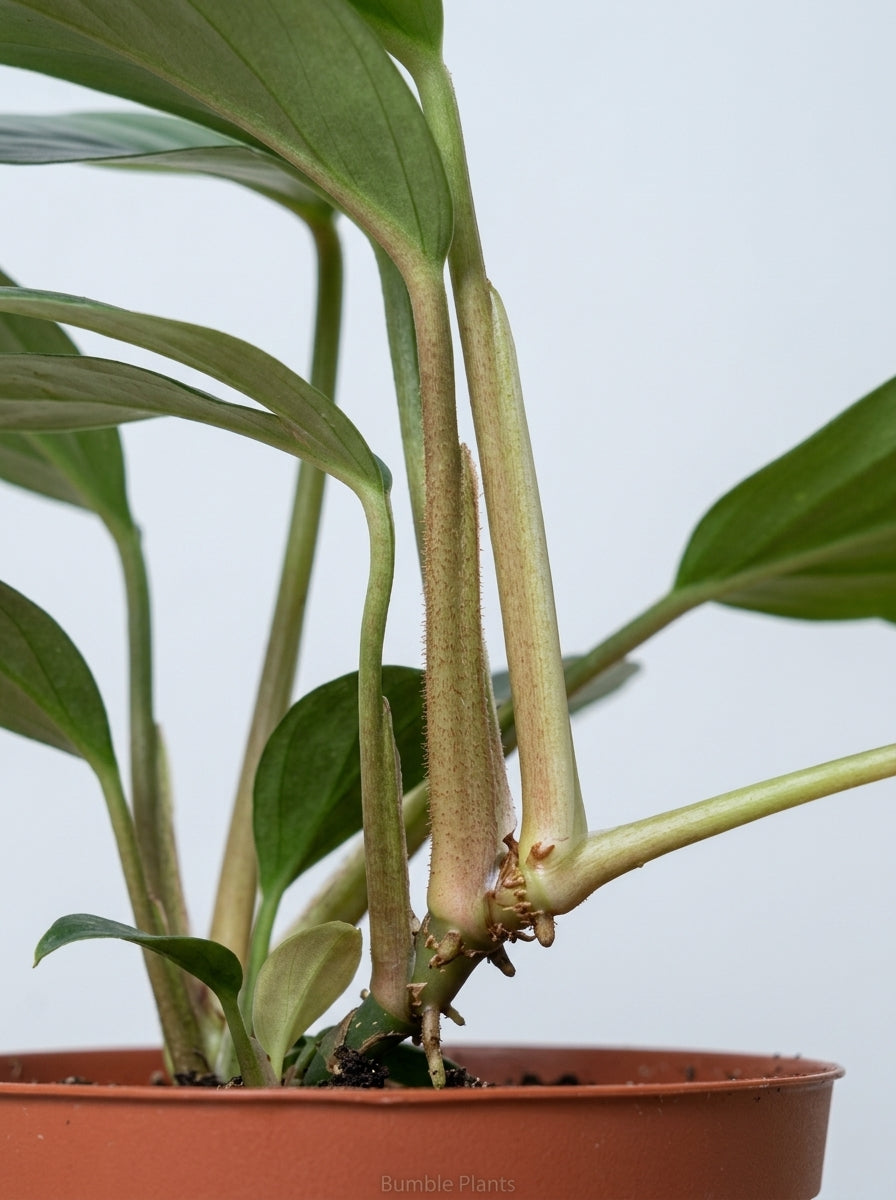 Philodendron 'Dragon Tail'