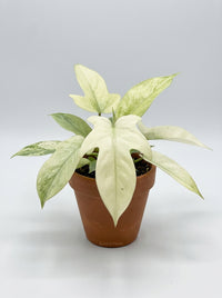 Philodendron Pedatum 'Florida Ghost'