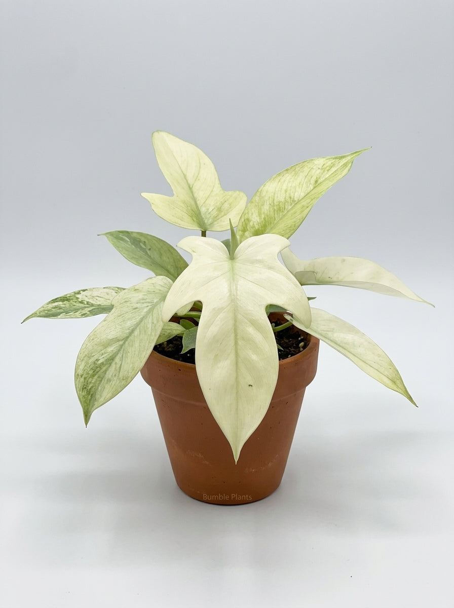Philodendron Pedatum 'Florida Ghost'