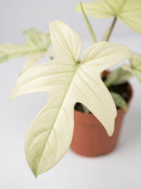 Philodendron Pedatum 'Florida Ghost'