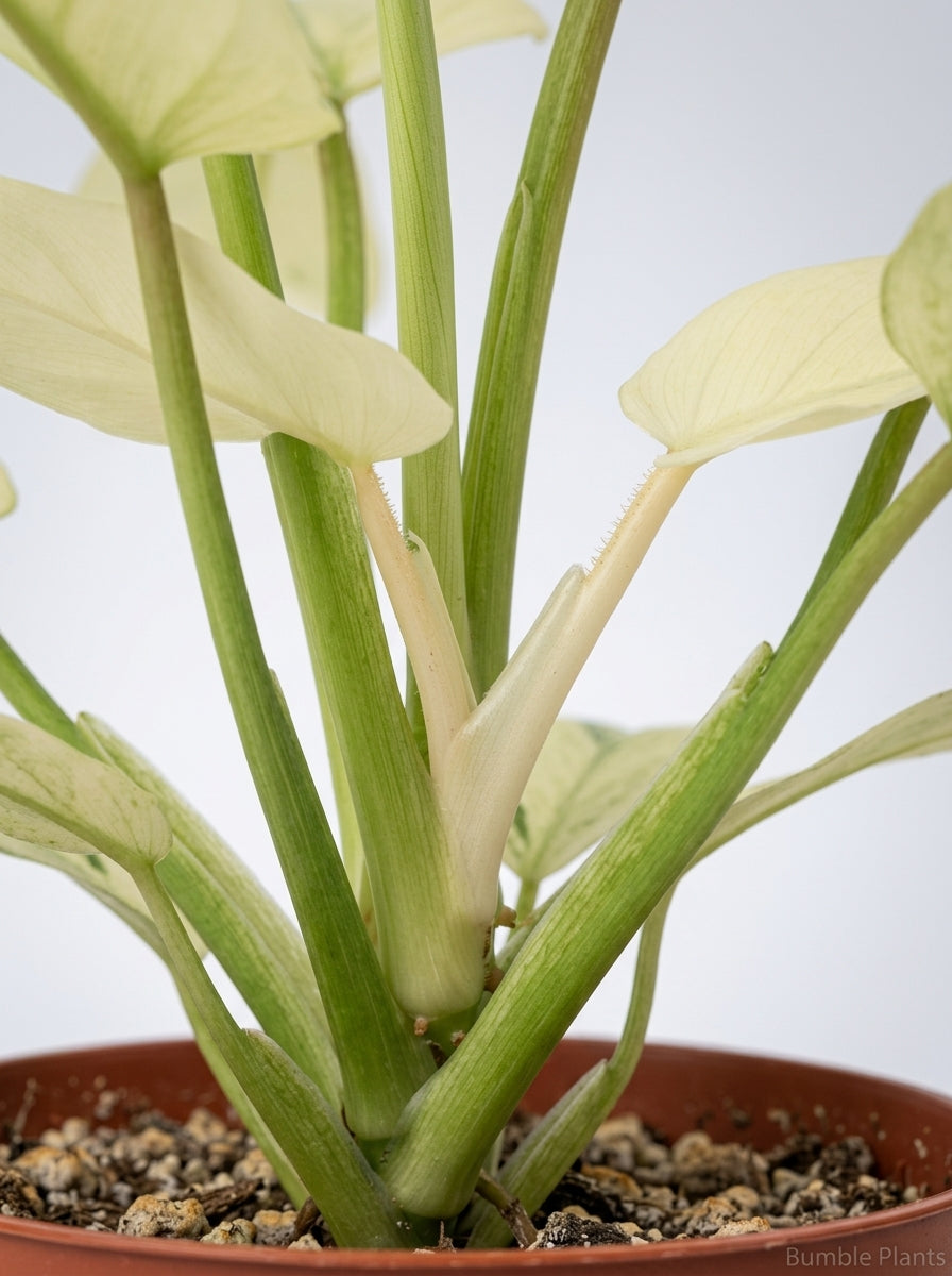 Philodendron Pedatum 'Florida Ghost'
