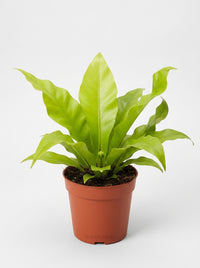 Philodendron Pinnatifidum × Melinonii Hybrid