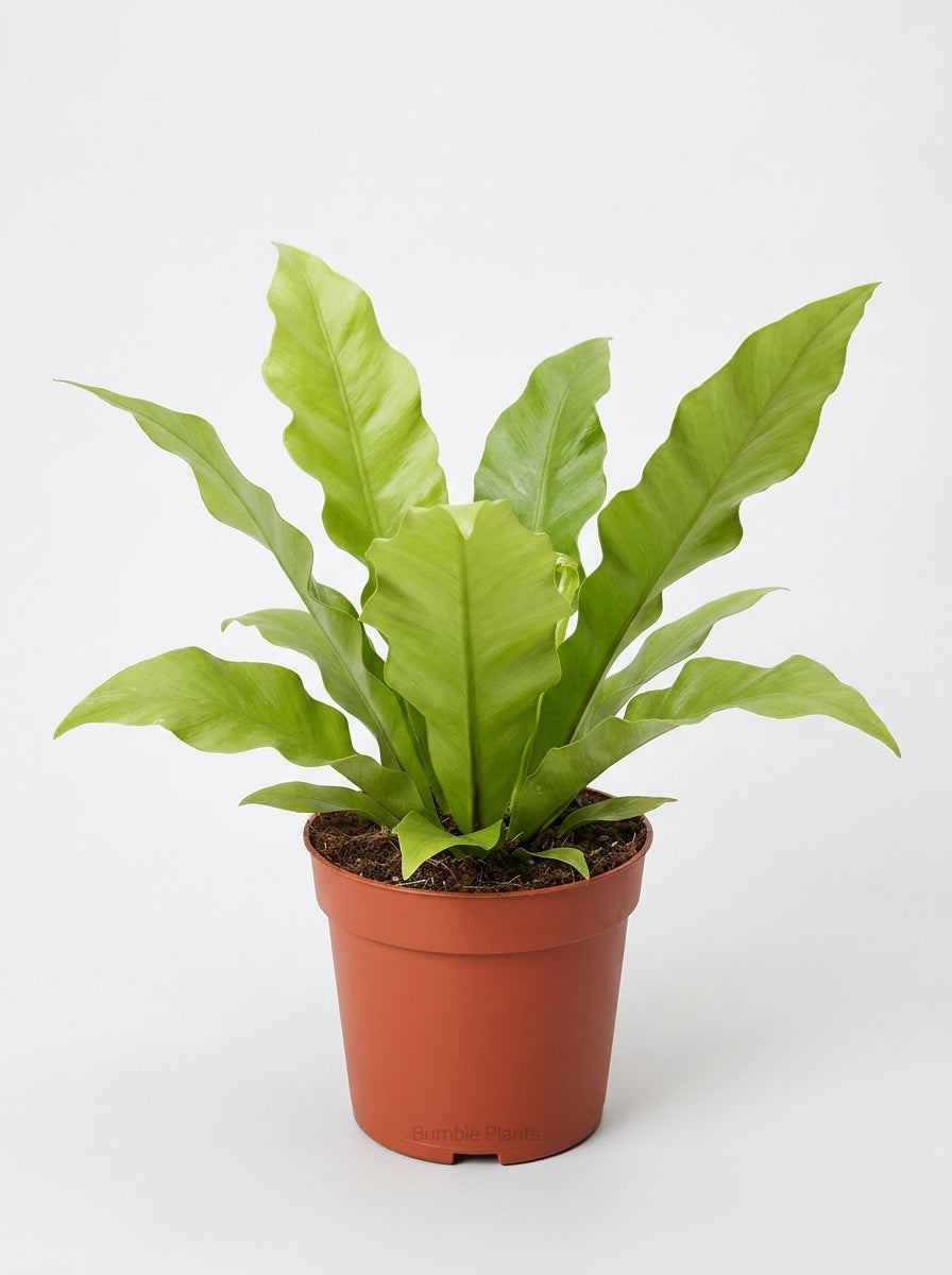 Philodendron Pinnatifidum × Melinonii Hybrid