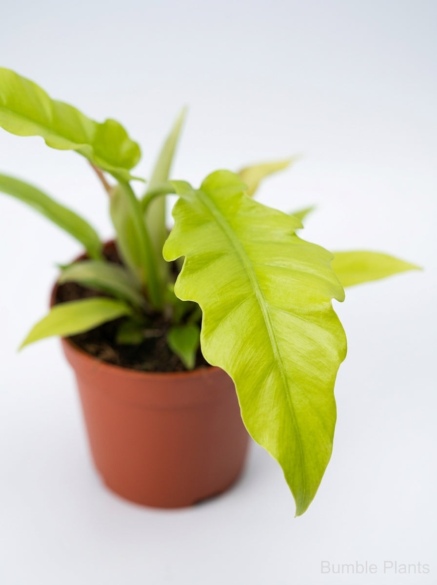 Philodendron Pinnatifidum × Melinonii Hybrid