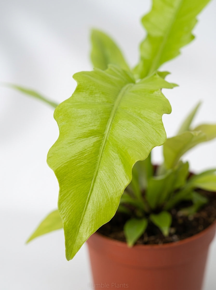 Philodendron Pinnatifidum × Melinonii Hybrid