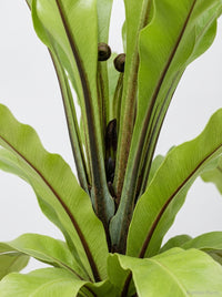 Philodendron Pinnatifidum × Melinonii Hybrid