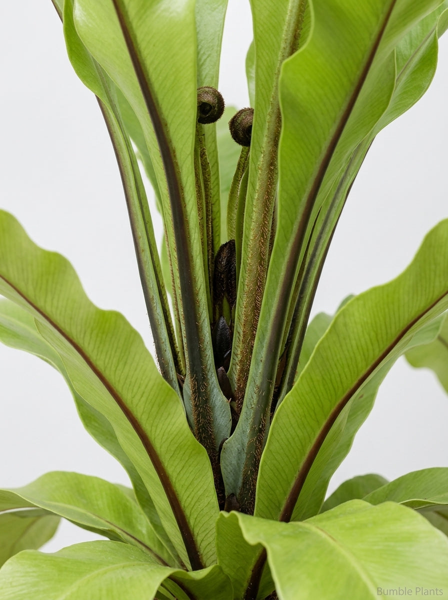 Philodendron Pinnatifidum × Melinonii Hybrid