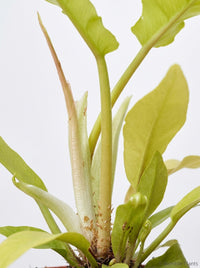 Philodendron Pinnatifidum × Melinonii Hybrid